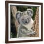 Koala Young Close-Up-null-Framed Photographic Print