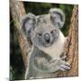 Koala Young Close-Up-null-Mounted Photographic Print