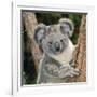 Koala Young Close-Up-null-Framed Photographic Print