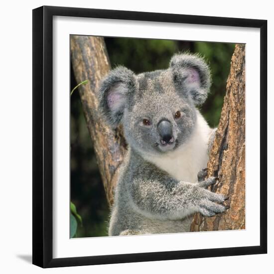 Koala Young Close-Up-null-Framed Photographic Print