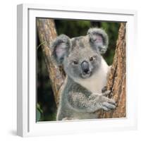 Koala Young Close-Up-null-Framed Photographic Print