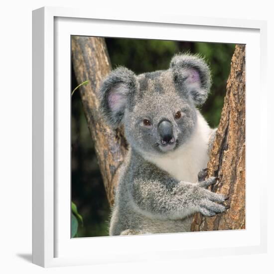 Koala Young Close-Up-null-Framed Photographic Print