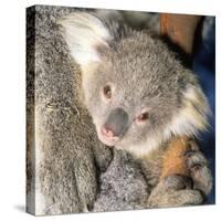 Koala Young-null-Stretched Canvas