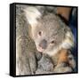 Koala Young-null-Framed Stretched Canvas