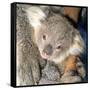 Koala Young-null-Framed Stretched Canvas