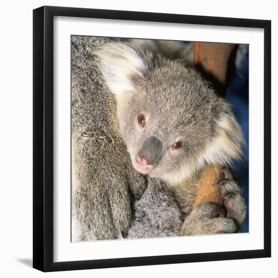 Koala Young-null-Framed Premium Photographic Print