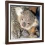 Koala Young-null-Framed Photographic Print