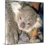 Koala Young-null-Mounted Photographic Print