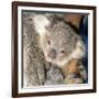 Koala Young-null-Framed Photographic Print