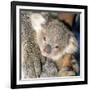 Koala Young-null-Framed Photographic Print