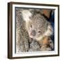 Koala Young-null-Framed Photographic Print