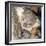 Koala Young-null-Framed Photographic Print