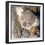 Koala Young-null-Framed Photographic Print