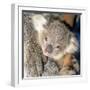 Koala Young-null-Framed Photographic Print