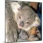 Koala Young-null-Mounted Photographic Print