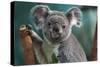 Koala-Lantern Press-Stretched Canvas