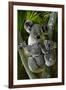 Koala-Lantern Press-Framed Art Print