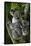 Koala-Lantern Press-Framed Stretched Canvas