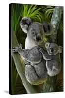 Koala-Lantern Press-Stretched Canvas