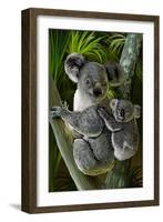 Koala-Lantern Press-Framed Art Print