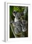 Koala-Lantern Press-Framed Art Print