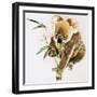 Koala-null-Framed Giclee Print