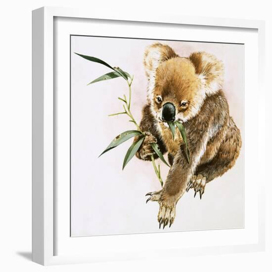 Koala-null-Framed Giclee Print