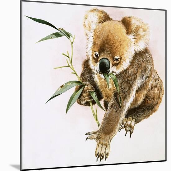 Koala-null-Mounted Giclee Print