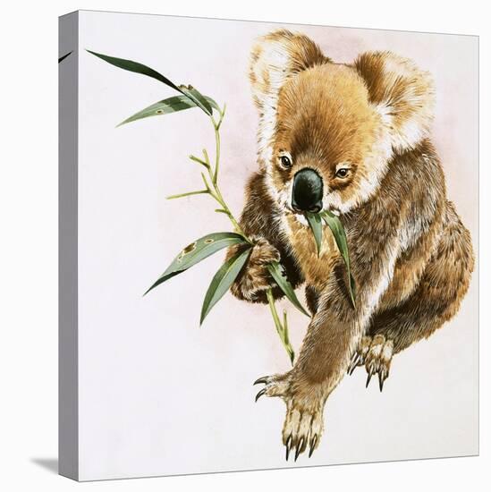 Koala-null-Stretched Canvas