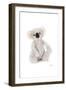 Koala-Amanda Greenwood-Framed Art Print