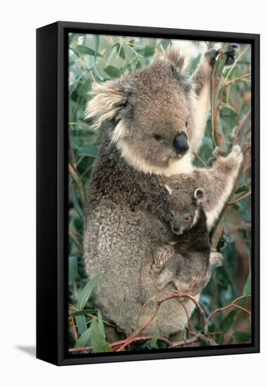 Koalas Mother and Young-null-Framed Stretched Canvas