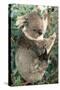 Koalas Mother and Young-null-Stretched Canvas