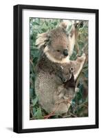 Koalas Mother and Young-null-Framed Photographic Print