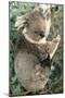 Koalas Mother and Young-null-Mounted Photographic Print