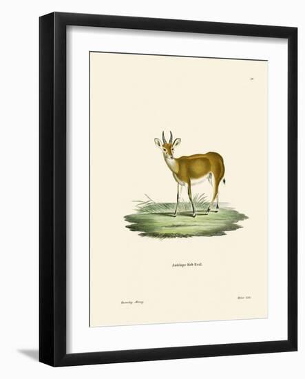 Kob-null-Framed Giclee Print