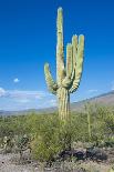 Saguaro Cactus-kobby_dagan-Framed Photographic Print