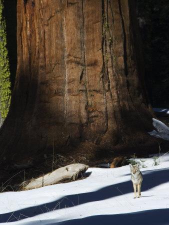 Coyote Dwarfed by a Tall Sequoia Tree Trunk in Sequoia National Park, California, USA