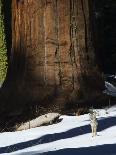 Coyote Dwarfed by a Tall Sequoia Tree Trunk in Sequoia National Park, California, USA-Kober Christian-Photographic Print