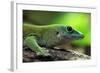 Koch's Giant Day Gecko (Phelsuma Madagascariensis Kochi), also known as the Madagascar Day Gecko. W-Vladimir Wrangel-Framed Photographic Print