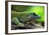 Koch's Giant Day Gecko (Phelsuma Madagascariensis Kochi), also known as the Madagascar Day Gecko. W-Vladimir Wrangel-Framed Photographic Print
