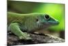 Koch's Giant Day Gecko (Phelsuma Madagascariensis Kochi), also known as the Madagascar Day Gecko. W-Vladimir Wrangel-Mounted Photographic Print