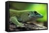 Koch's Giant Day Gecko (Phelsuma Madagascariensis Kochi), also known as the Madagascar Day Gecko. W-Vladimir Wrangel-Framed Stretched Canvas