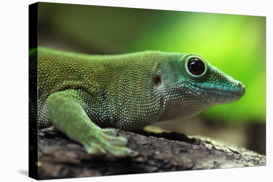 Koch's Giant Day Gecko (Phelsuma Madagascariensis Kochi), also known as the Madagascar Day Gecko. W-Vladimir Wrangel-Stretched Canvas