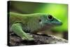 Koch's Giant Day Gecko (Phelsuma Madagascariensis Kochi), also known as the Madagascar Day Gecko. W-Vladimir Wrangel-Stretched Canvas