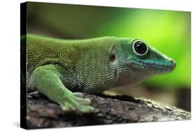 Koch's Giant Day Gecko (Phelsuma Madagascariensis Kochi), also known as the Madagascar Day Gecko. W-Vladimir Wrangel-Stretched Canvas