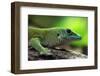 Koch's Giant Day Gecko (Phelsuma Madagascariensis Kochi), also known as the Madagascar Day Gecko. W-Vladimir Wrangel-Framed Photographic Print