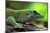 Koch's Giant Day Gecko (Phelsuma Madagascariensis Kochi), also known as the Madagascar Day Gecko. W-Vladimir Wrangel-Mounted Photographic Print