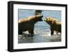 Kodiak Bear Alaska Conversation-Charles Glover-Framed Giclee Print