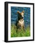 Kodiak Bear Cub-Charles Glover-Framed Giclee Print