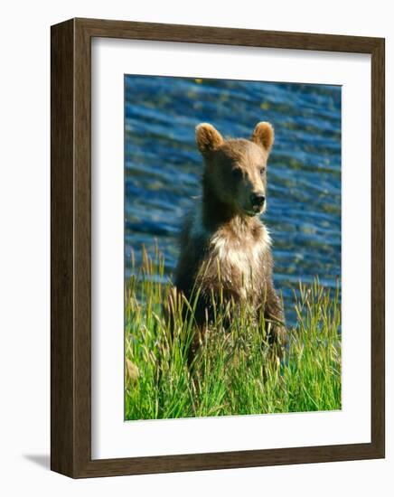 Kodiak Bear Cub-Charles Glover-Framed Giclee Print